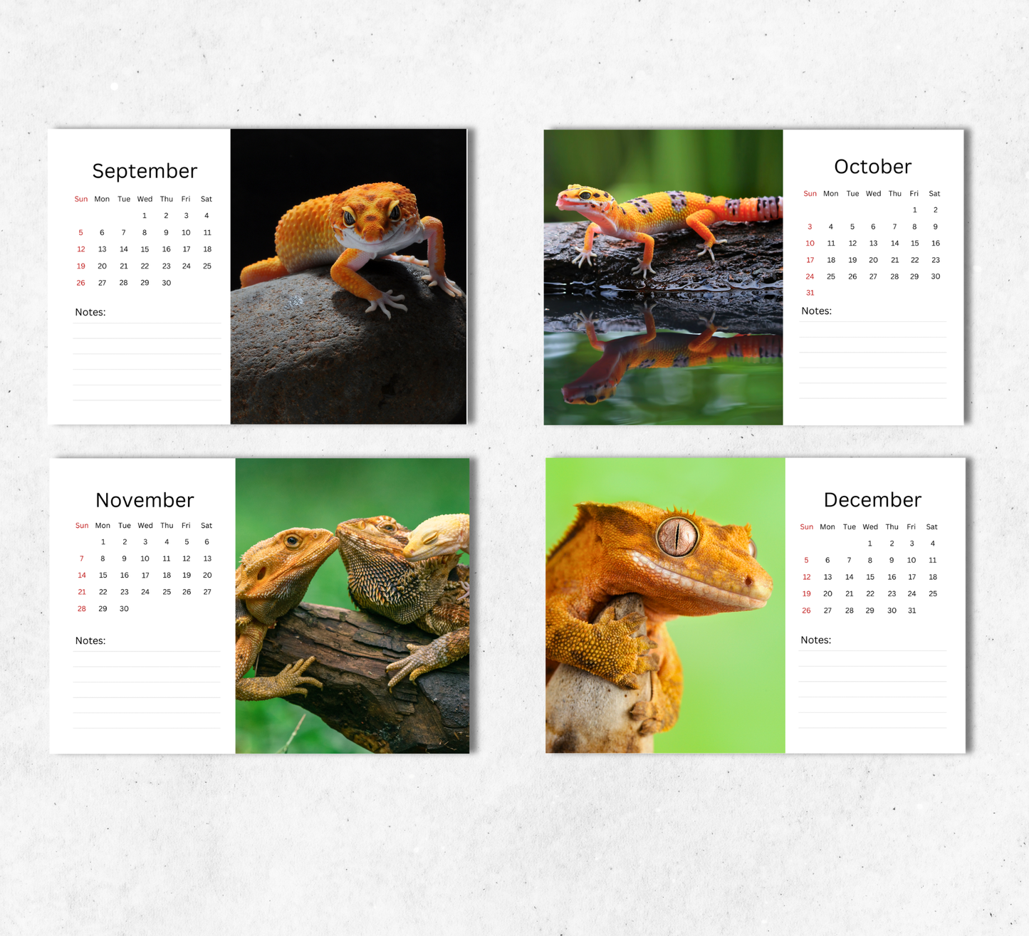 Gecko Desk Calendar 2027-2028