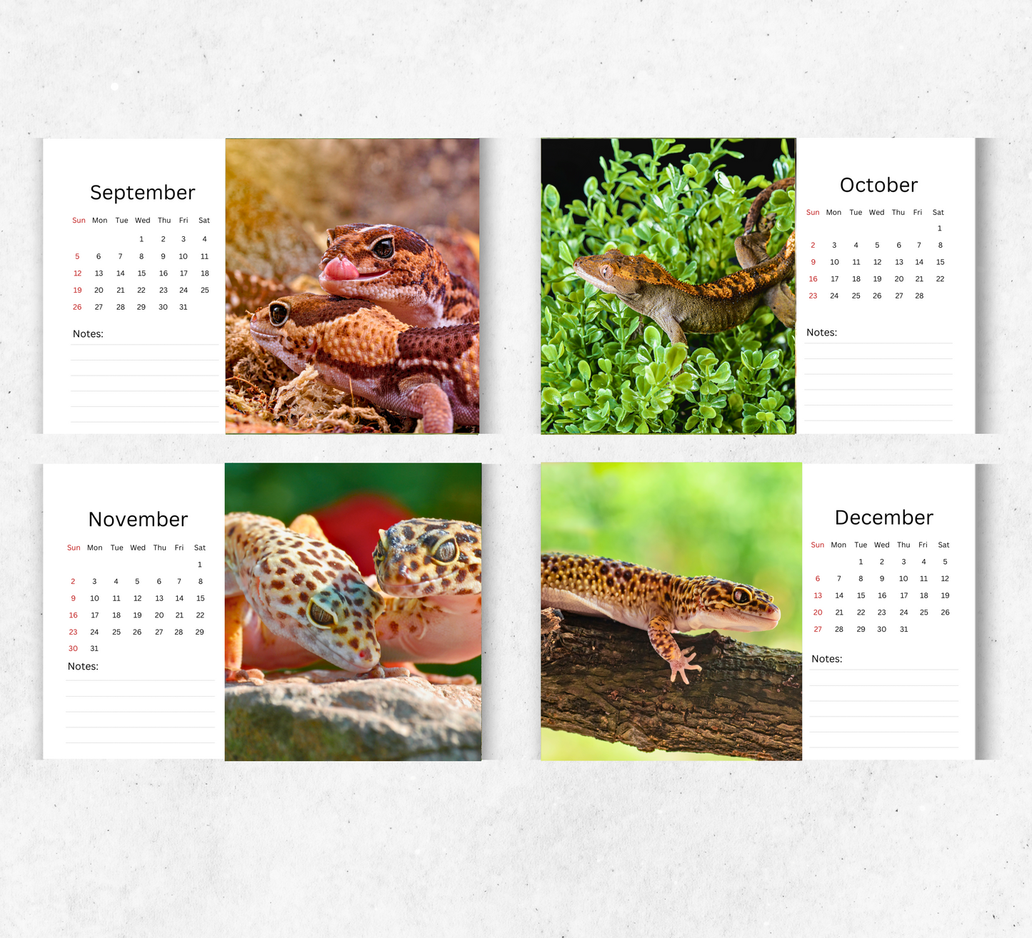 Gecko Desk Calendar 2026-2027