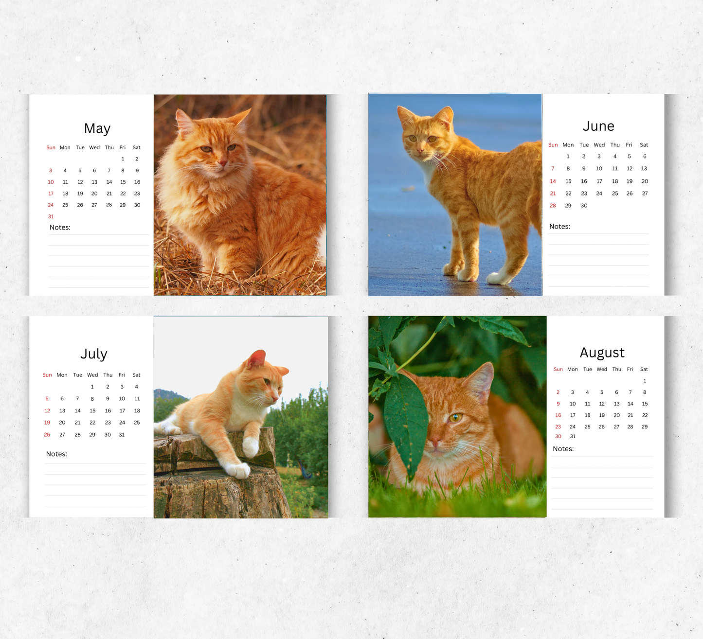 Ginger Desk Calendar 2026-2027