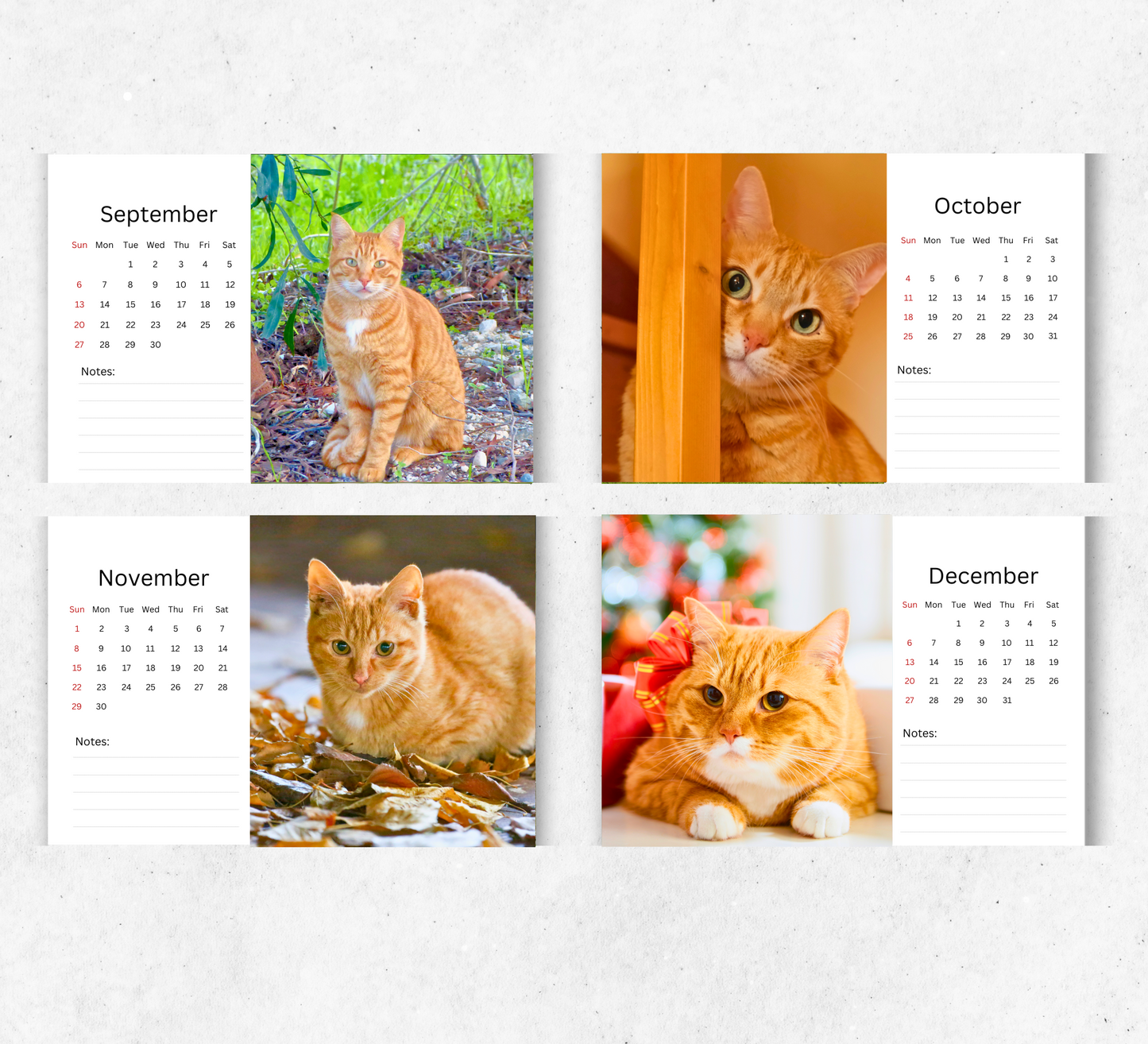 Ginger Desk Calendar 2026-2027
