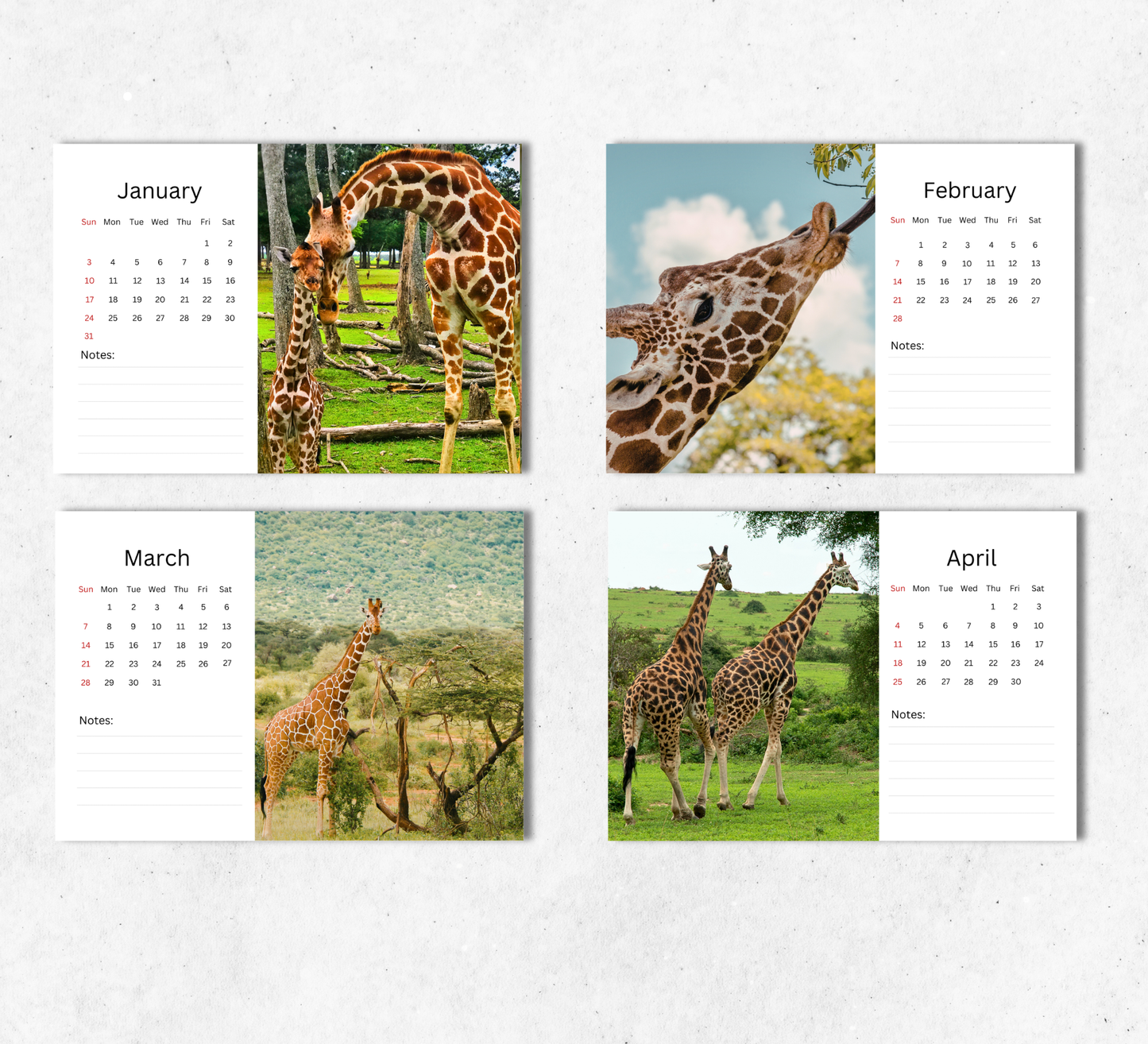 Giraffe Desk Calendar 2027-2028