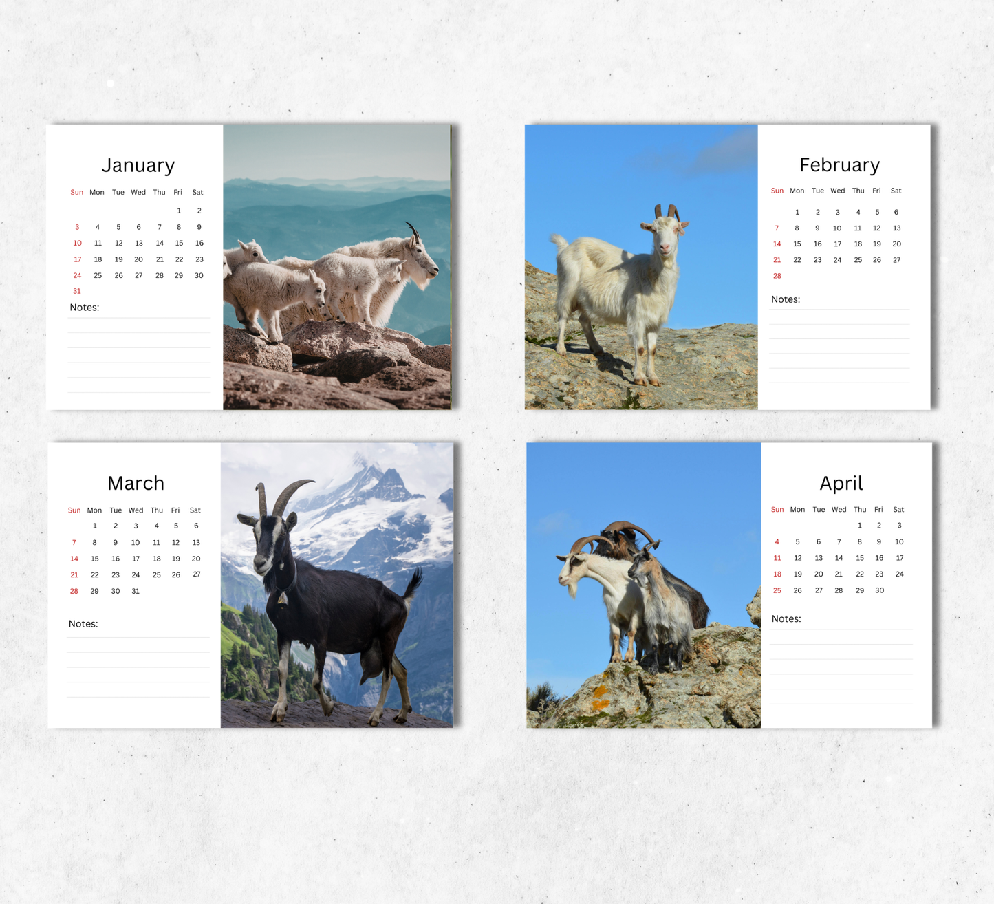 Goat Desk Calendar 2027-2028