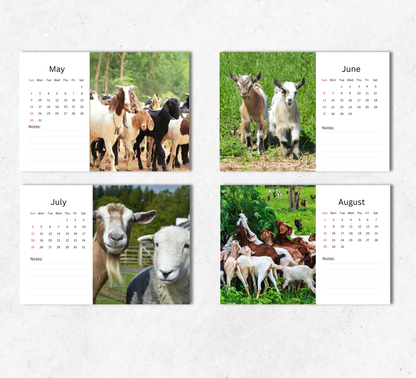 Goat Desk Calendar 2027-2028