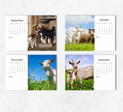 Goat Desk Calendar 2027-2028