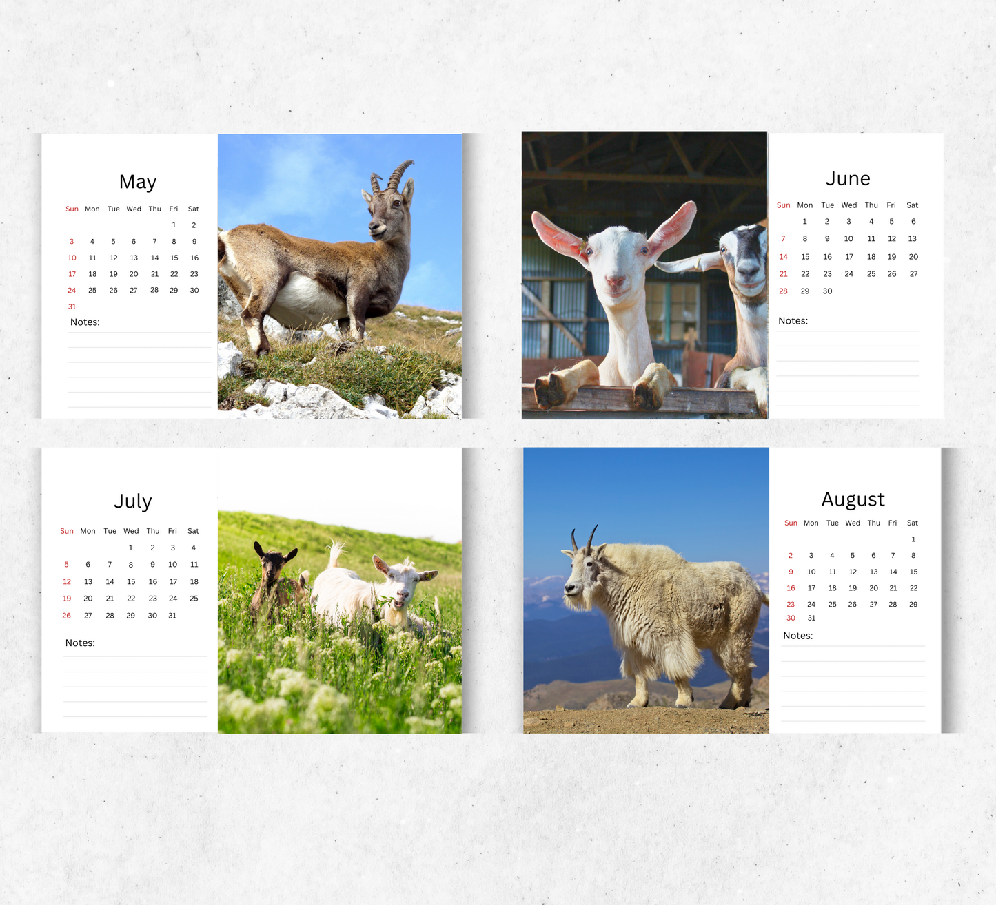 Goat Desk Calendar 2026-2027