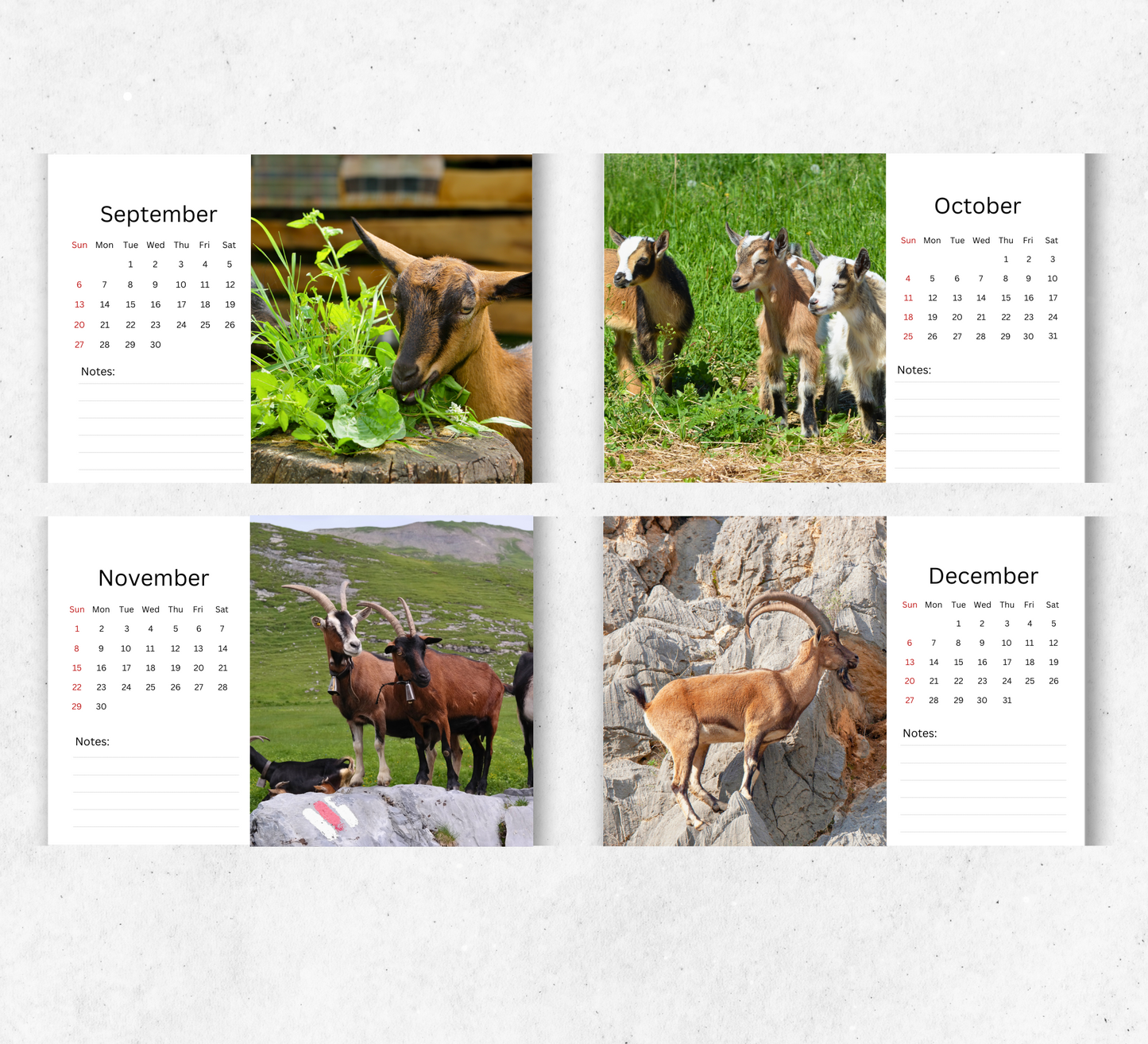 Goat Desk Calendar 2026-2027