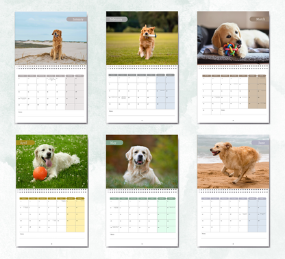 Golden Retriever Calendar 2027