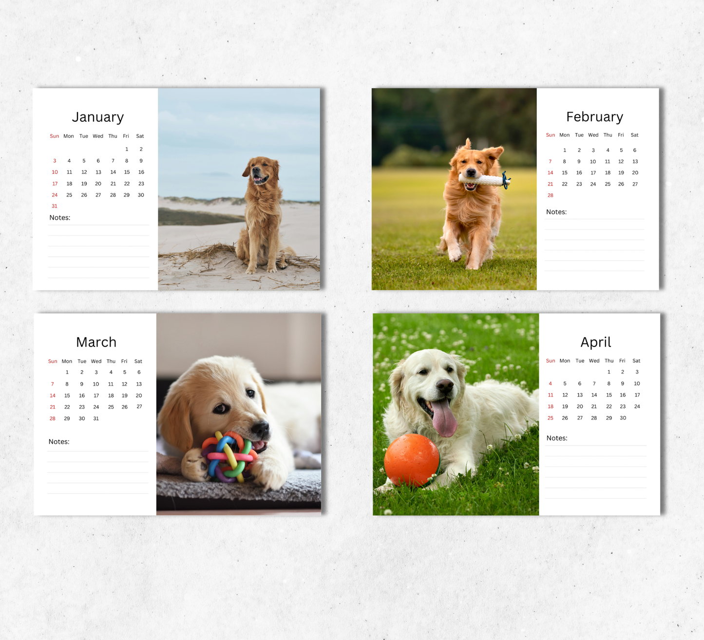 Golden Retriever Desk Calendar 2027-2028