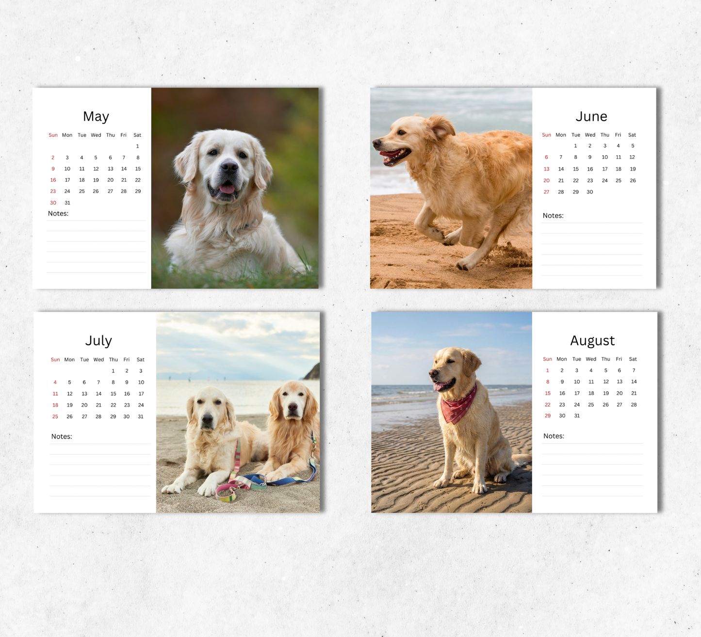 Golden Retriever Desk Calendar 2027-2028