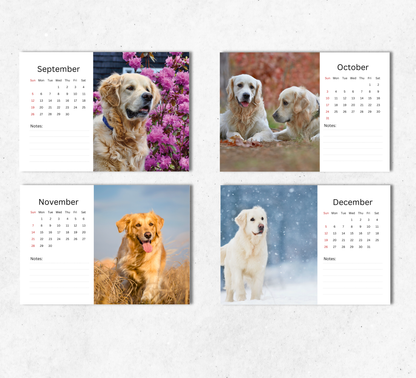 Golden Retriever Desk Calendar 2027-2028