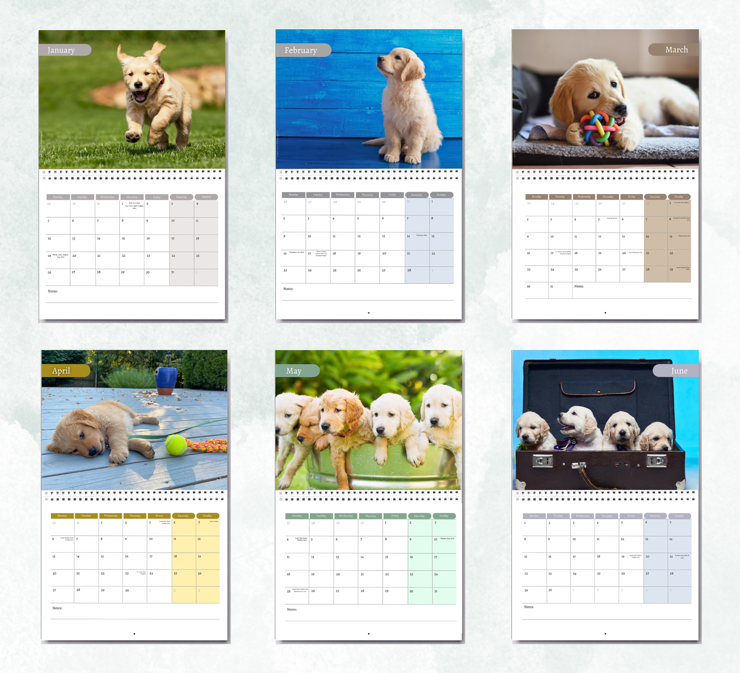 Golden Retriever Puppies Calendar 2027