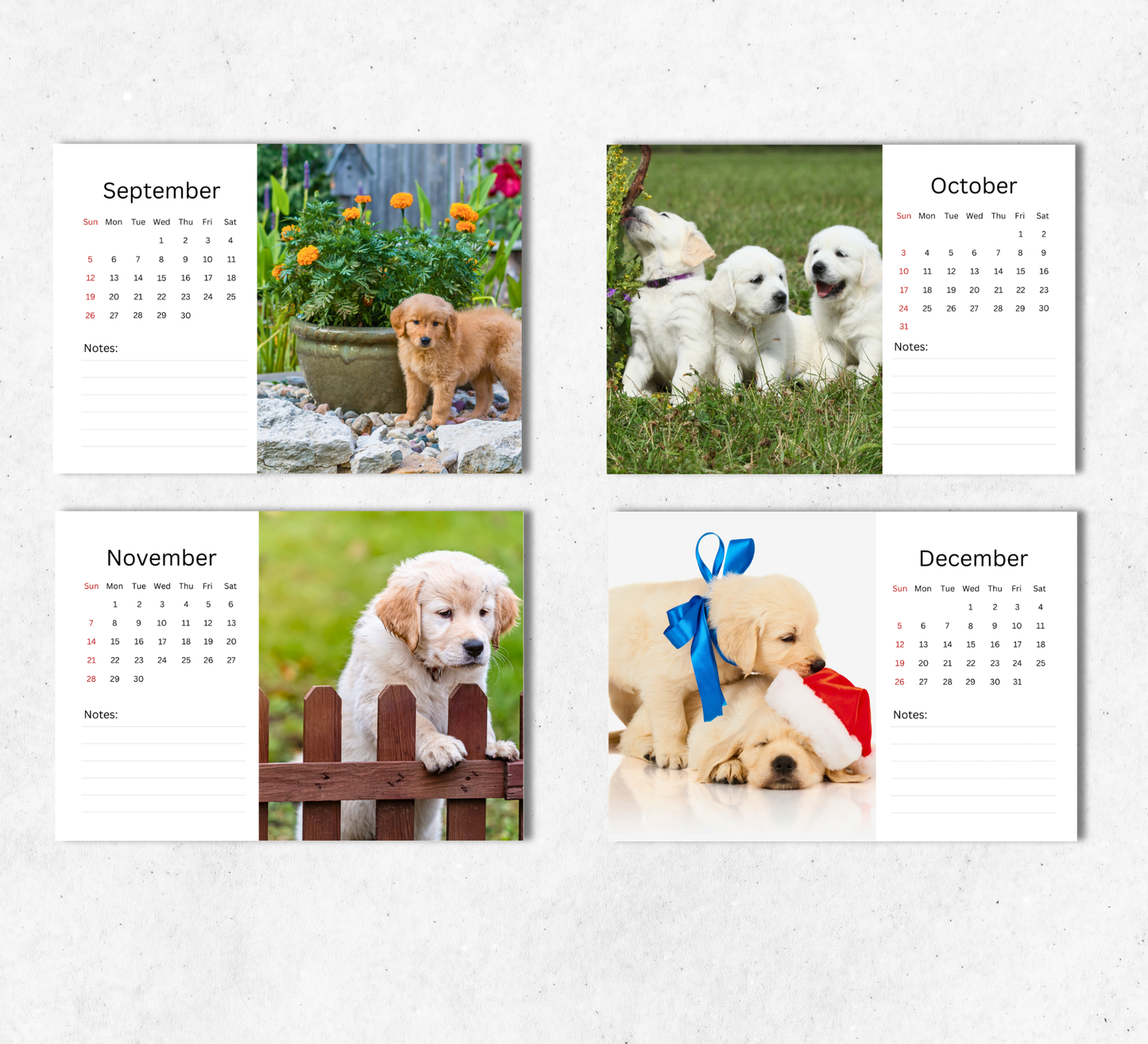 Golden Retriever Puppies Desk Calendar 2027-2028
