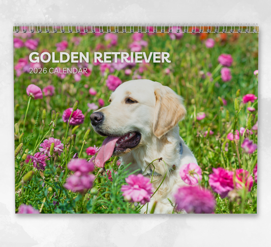 Golden Retriever Calendar 2026