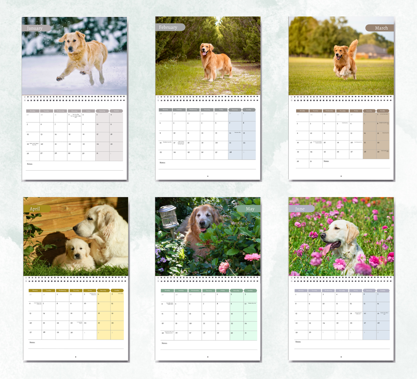 Golden Retriever Calendar 2026