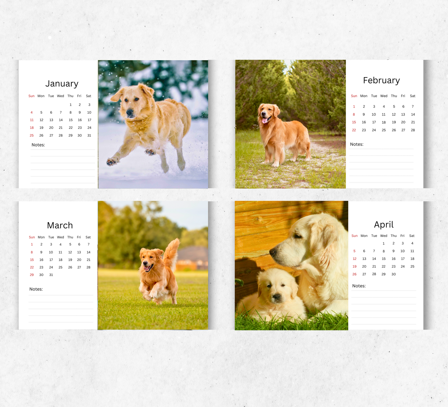 Golden Retriever Desk Calendar 2026-2027