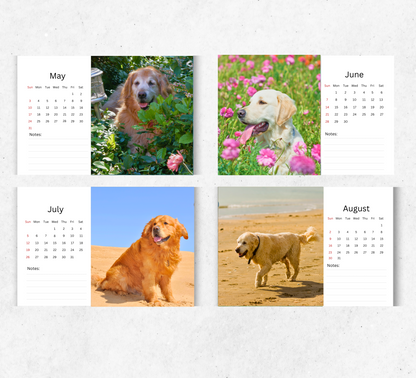 Golden Retriever Desk Calendar 2026-2027