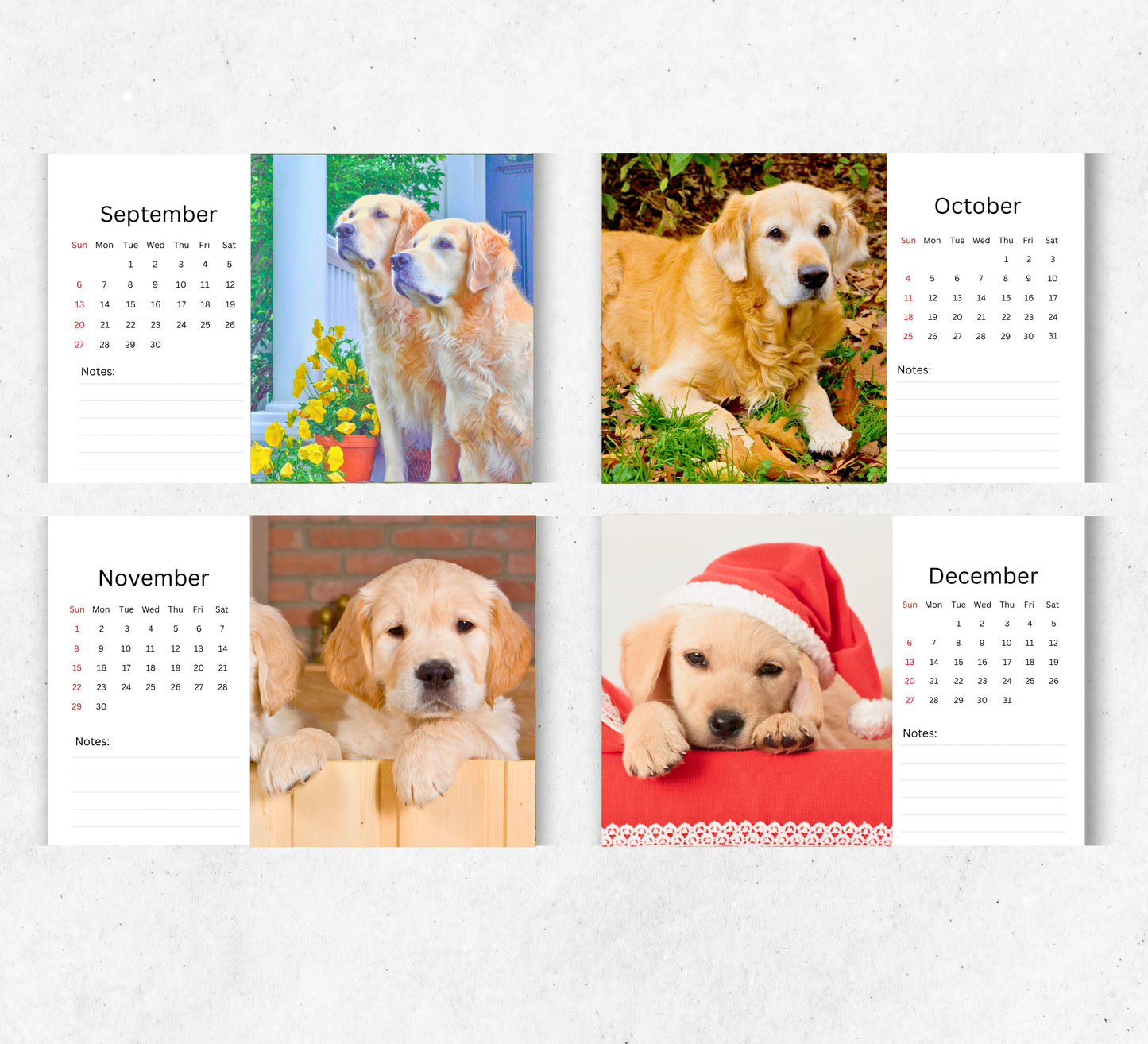 Golden Retriever Desk Calendar 2026-2027