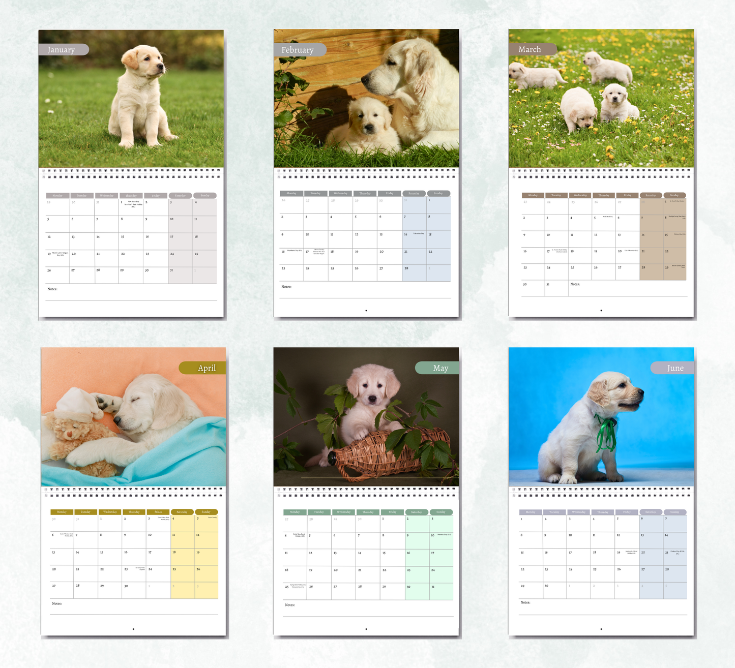 Golden Retriever Puppies Calendar 2026