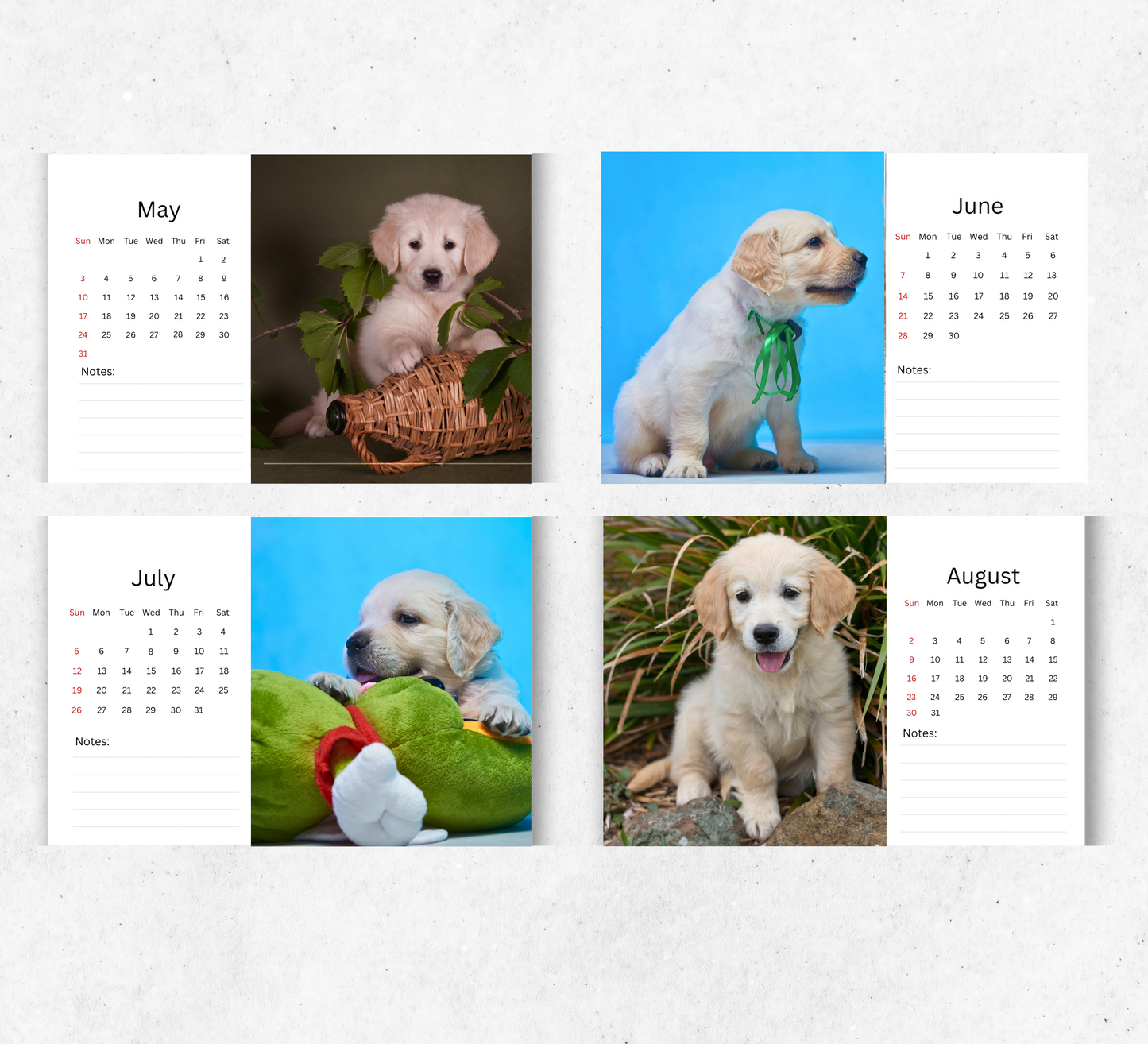 Golden Retriever Puppies Desk Calendar 2026-2027