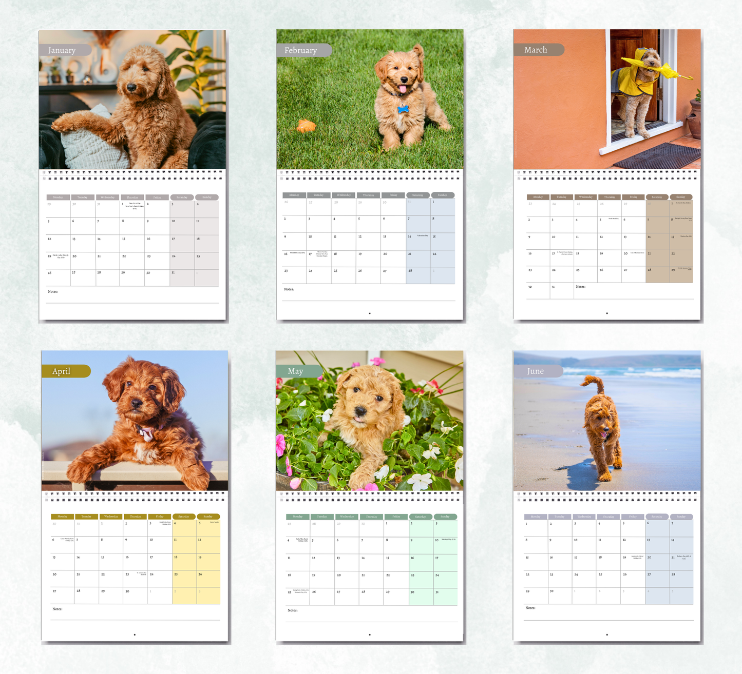 Goldendoodle Calendar 2027