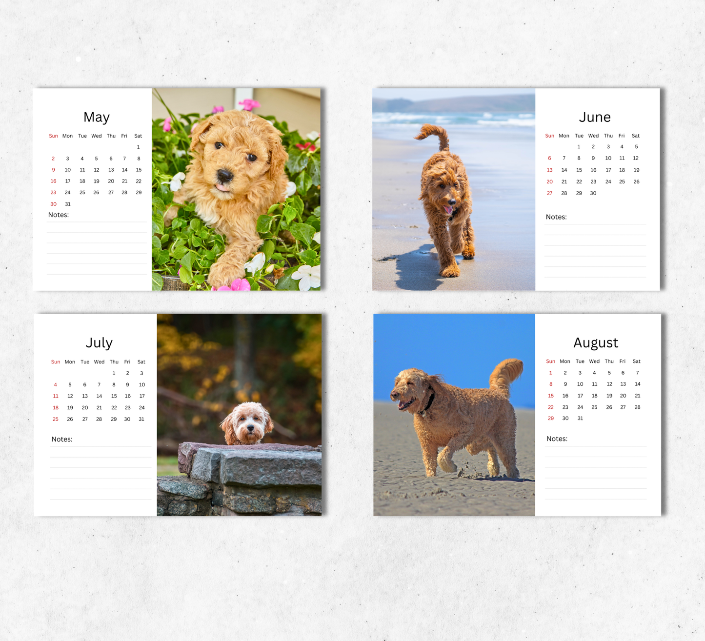 Goldendoodle Desk Calendar 2027-2028