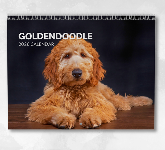 Goldendoodle Calendar 2026