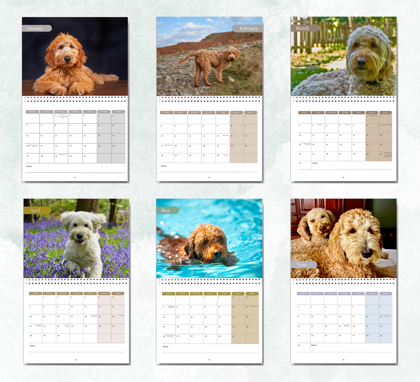 Goldendoodle Calendar 2026
