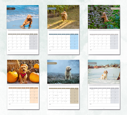 Goldendoodle Calendar 2026