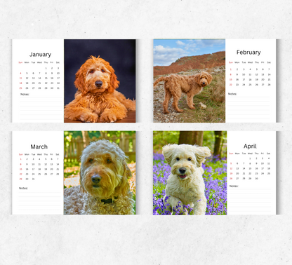 Goldendoodle Desk Calendar 2026-2027
