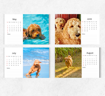 Goldendoodle Desk Calendar 2026-2027