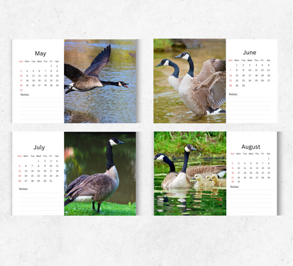Goose Desk Calendar 2026-2027