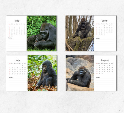 Gorilla Desk Calendar 2027-2028