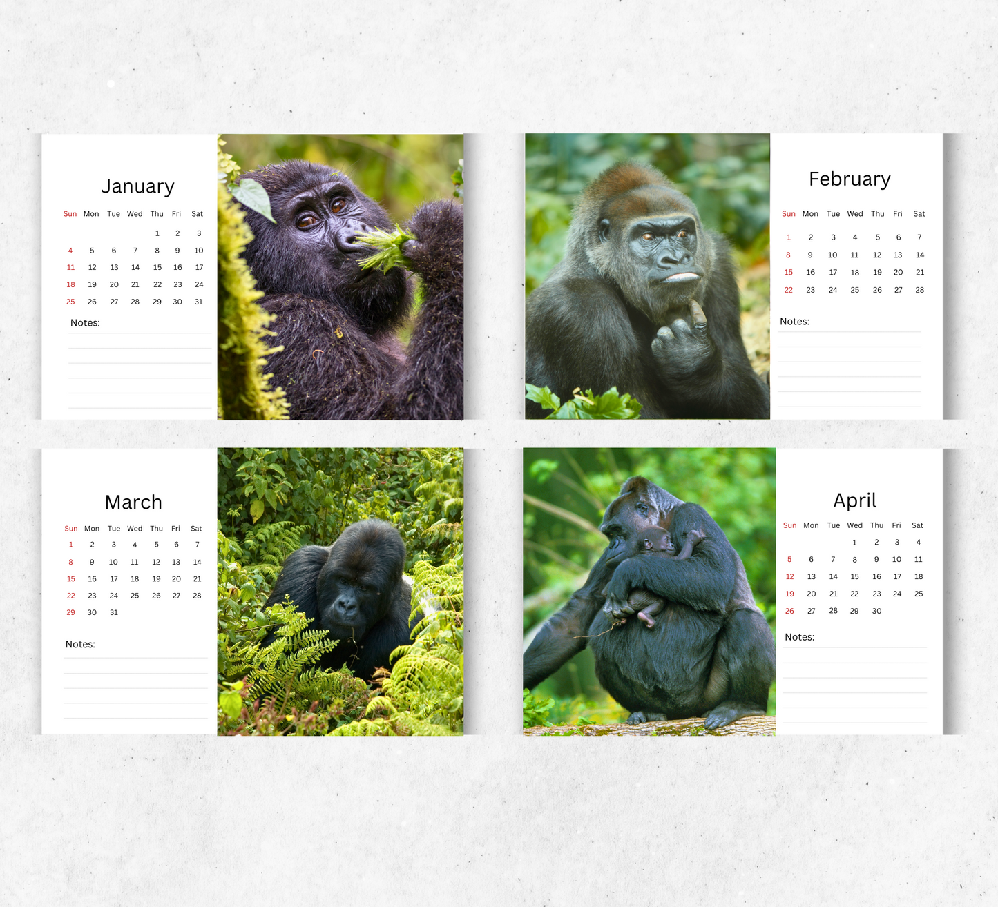 Gorilla Desk Calendar 2026-2027