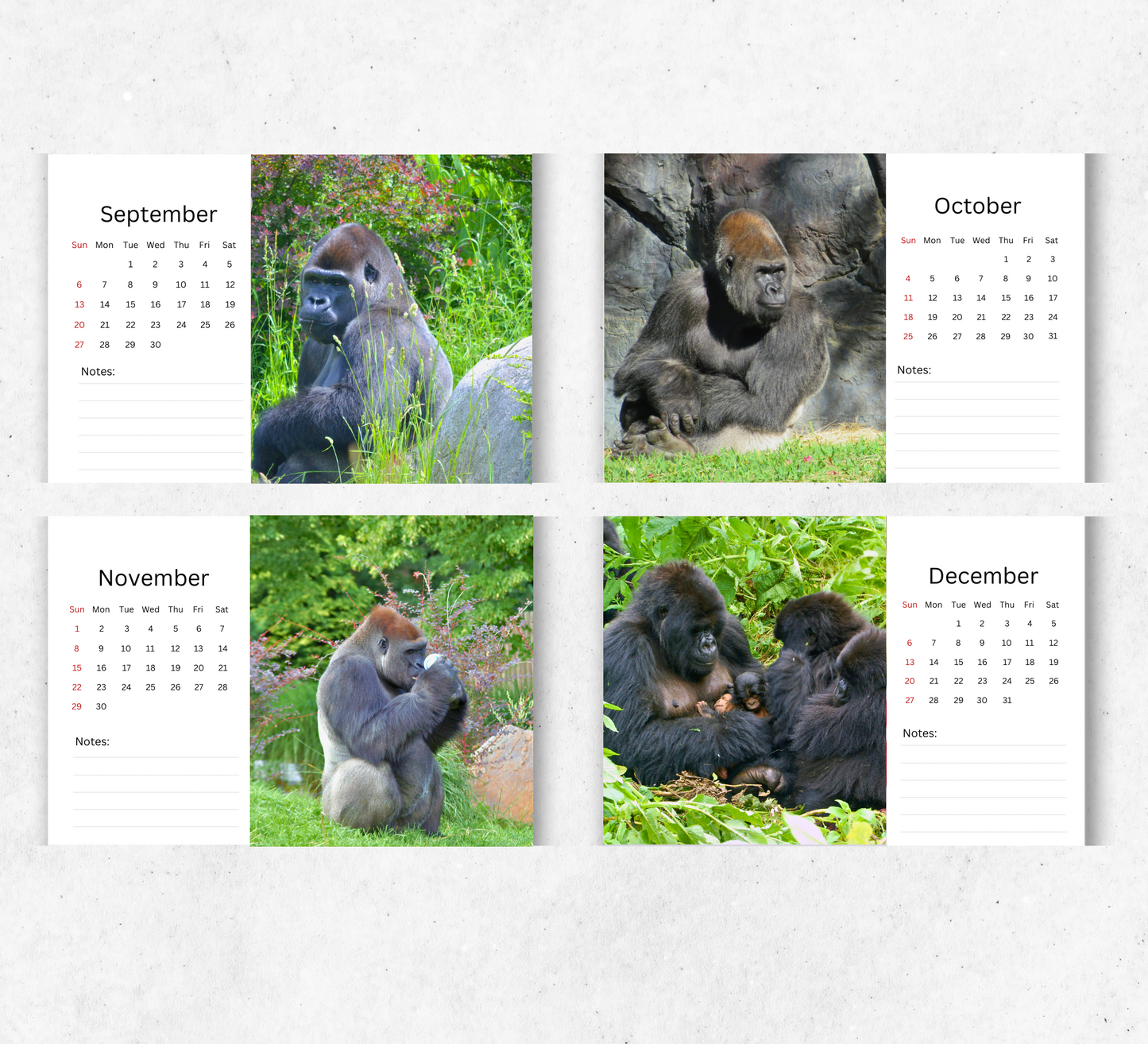 Gorilla Desk Calendar 2026-2027