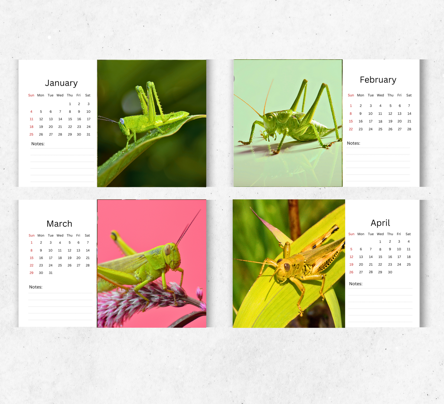 Grasshopper Desk Calendar 2026-2027