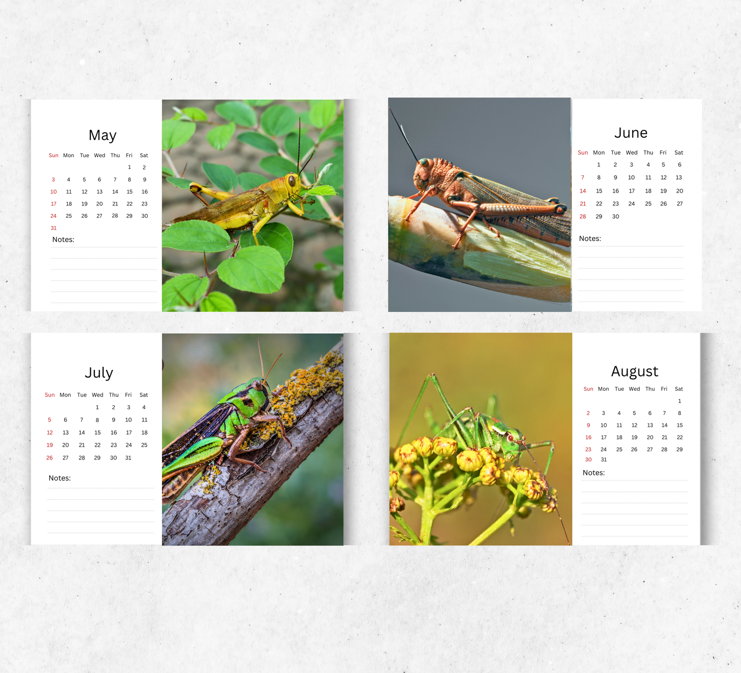 Grasshopper Desk Calendar 2026-2027