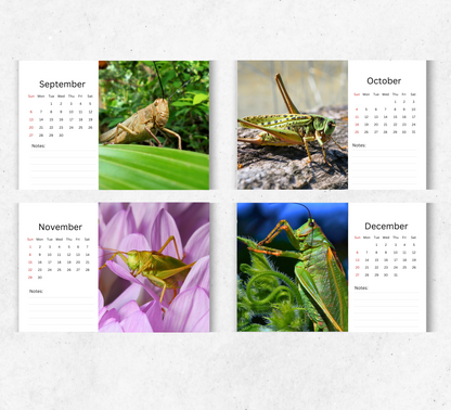 Grasshopper Desk Calendar 2026-2027