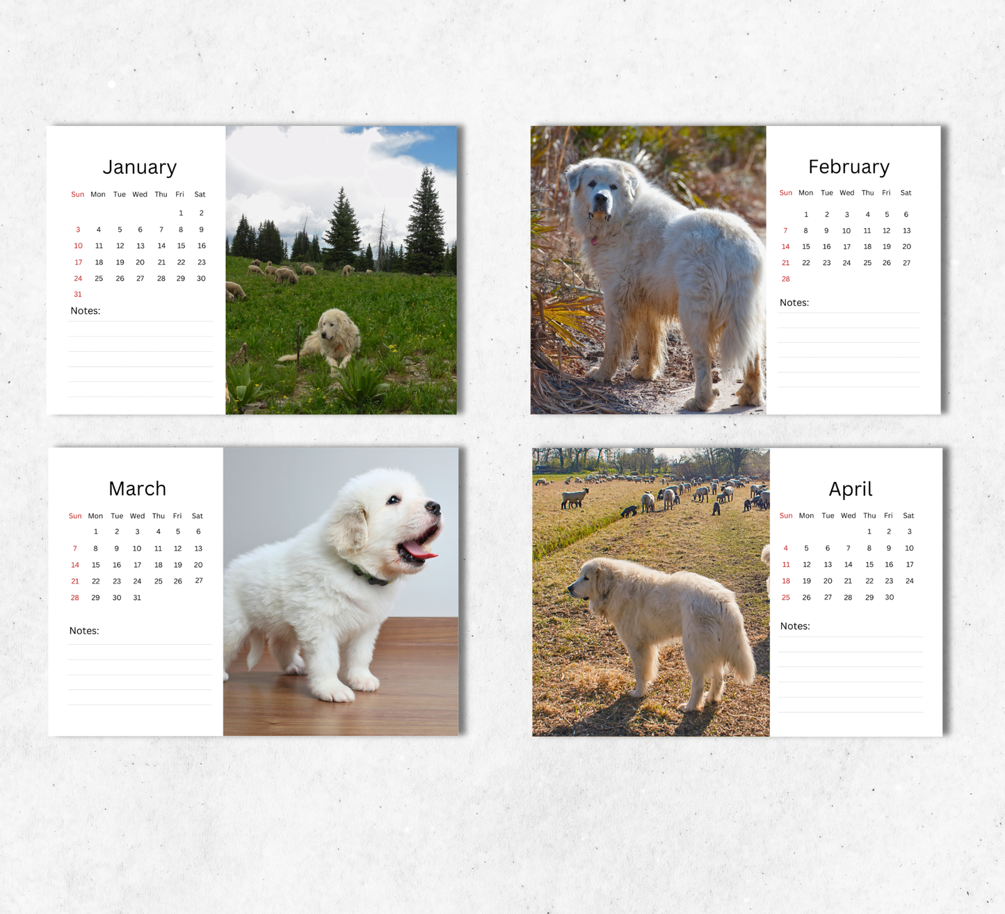 Great Pyrenees Desk Calendar 2027-2028