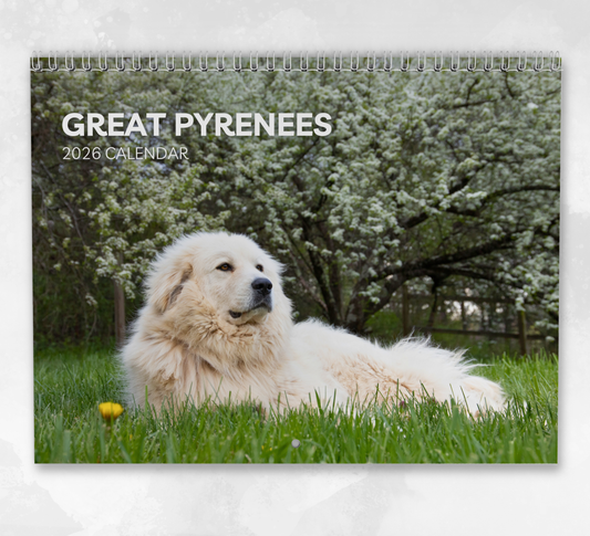 Great Pyrenees Calendar 2026