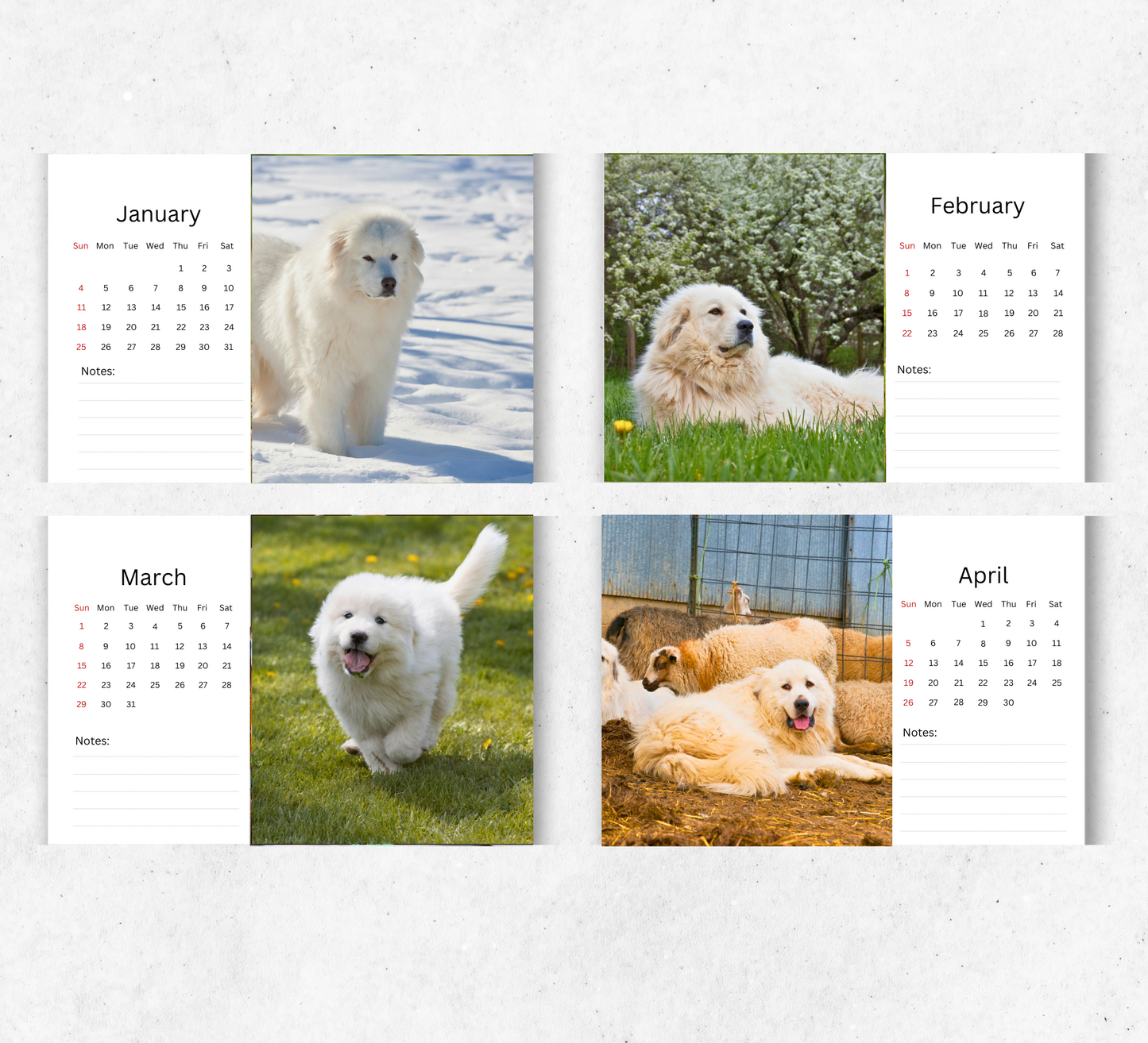 Great Pyrenees Desk Calendar 2026-2027