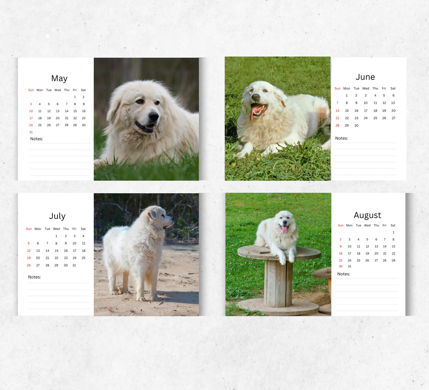 Great Pyrenees Desk Calendar 2026-2027