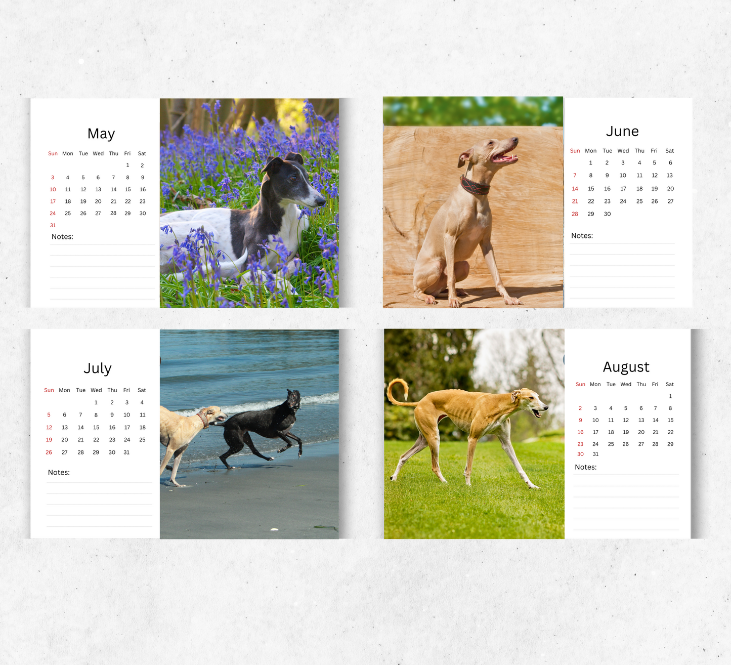 Greyhound Desk Calendar 2026-2027
