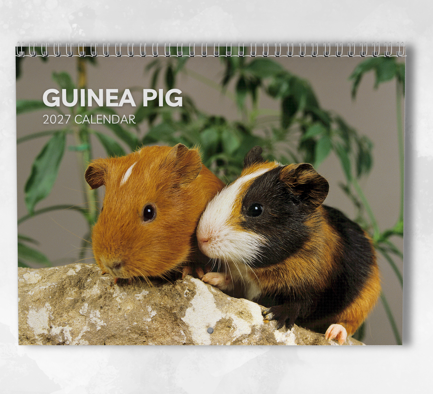 Guinea Pig Calendar 2027