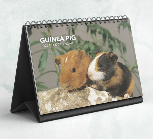 Guinea Pig Desk Calendar 2027-2028