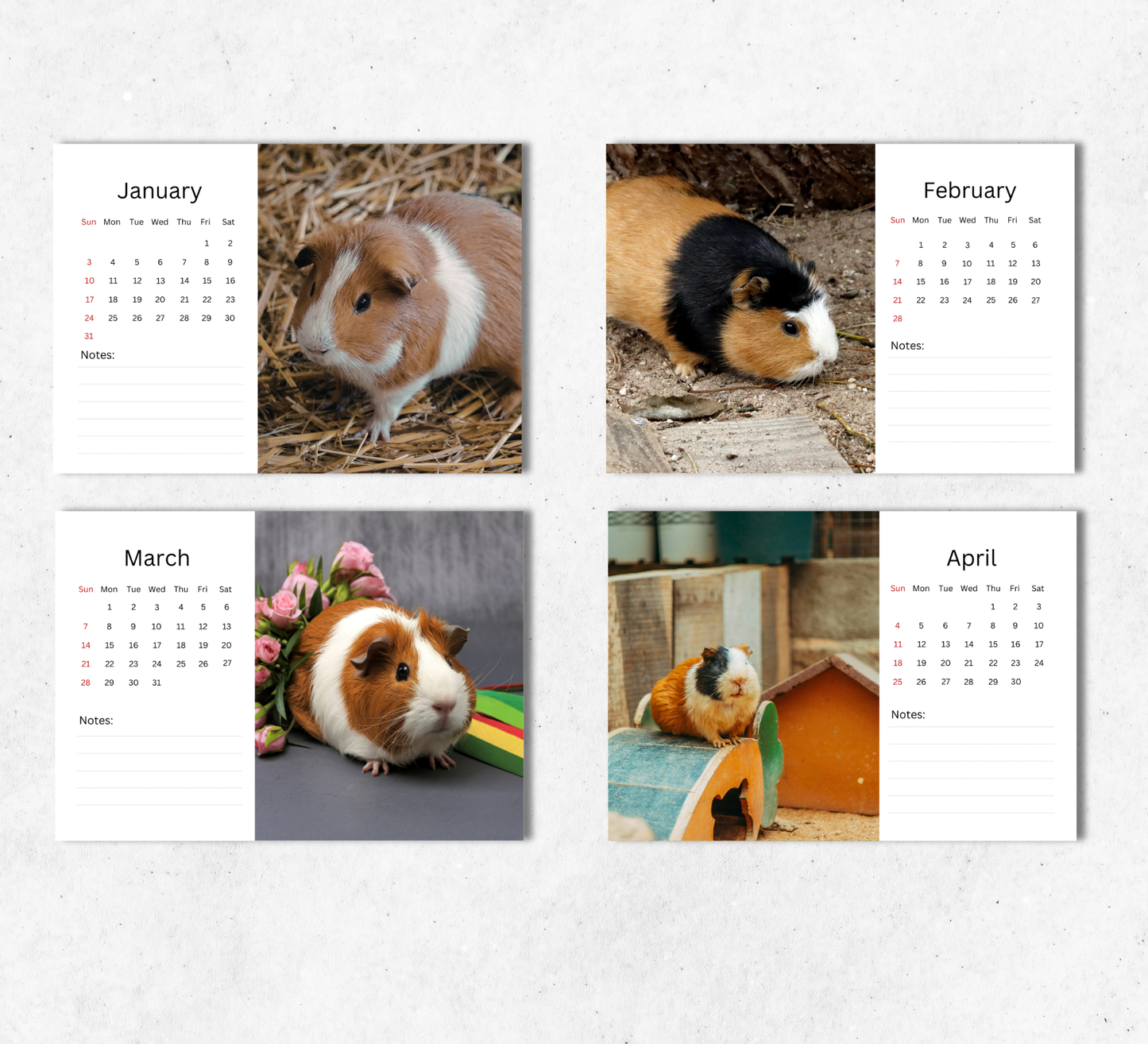 Guinea Pig Desk Calendar 2027-2028