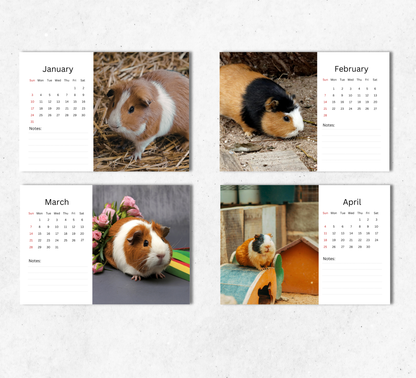 Guinea Pig Desk Calendar 2027-2028