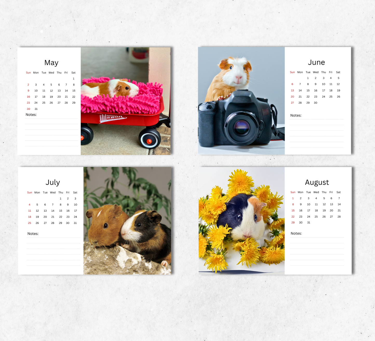 Guinea Pig Desk Calendar 2027-2028