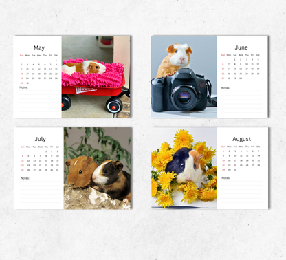 Guinea Pig Desk Calendar 2027-2028