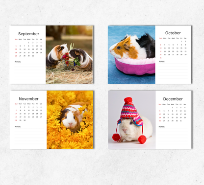 Guinea Pig Desk Calendar 2027-2028