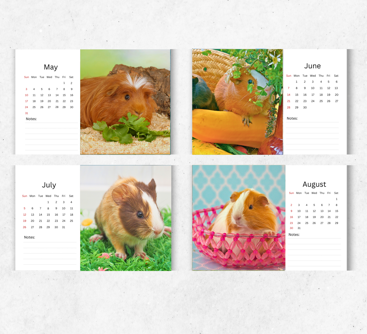 Guinea Pig Desk Calendar 2026-2027